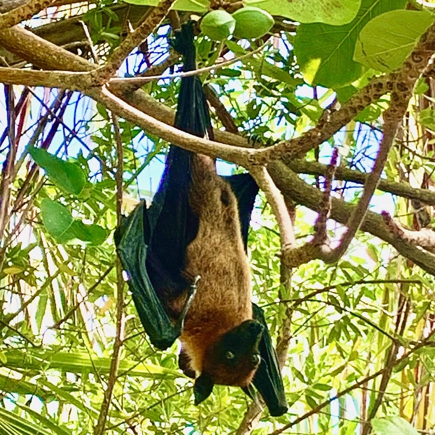 Pipistrello della frutta alle Maldive